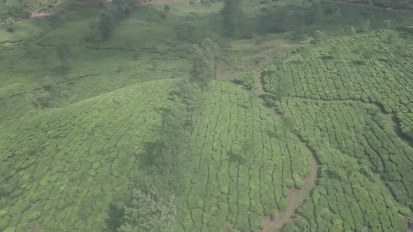 Tea plantation landscape in the mountains of Munnar, India. Aerial drone view
