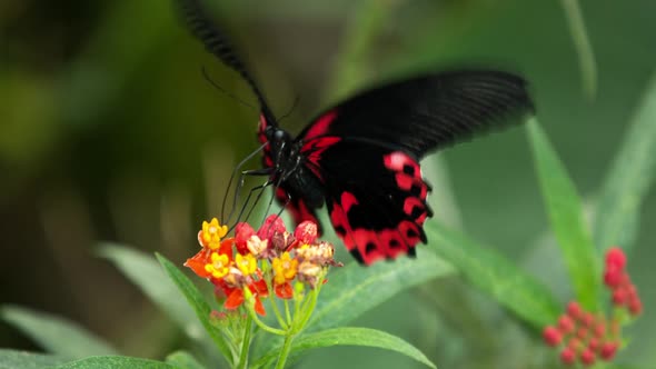 Butterfly World 35