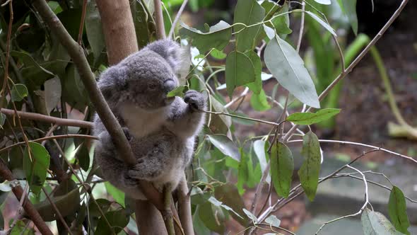 koala joey inspects a eucalyptus leaf before eating it