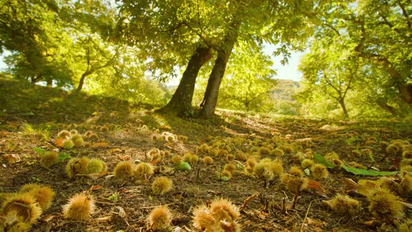 Chestnut Fruits in Barbed Shells Lie on Ground Among Leaves