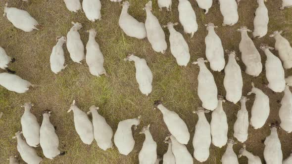 Aerial View of a Flock of Sheep Grazing in the Wild in an Ecologically Clean Area