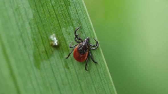 Red insect (tick) on a blade of grass with a droplet of water next to it.