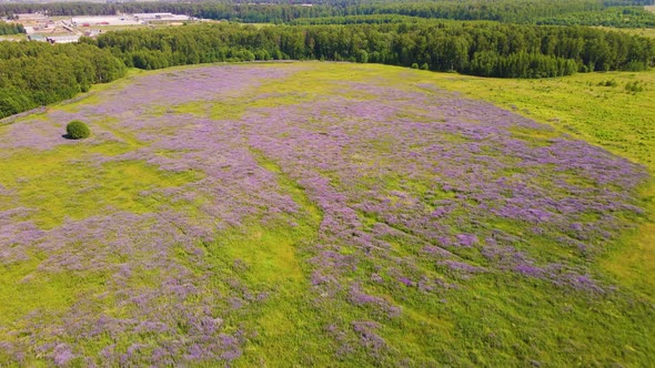 A Fabulous Field with Beautiful Purple Flowers Bird'seye View