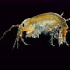 Amphipoda Eulimnogammarus Sp. Under the Microscope. Malacostraca Class. Endemic - VideoHive Item for Sale