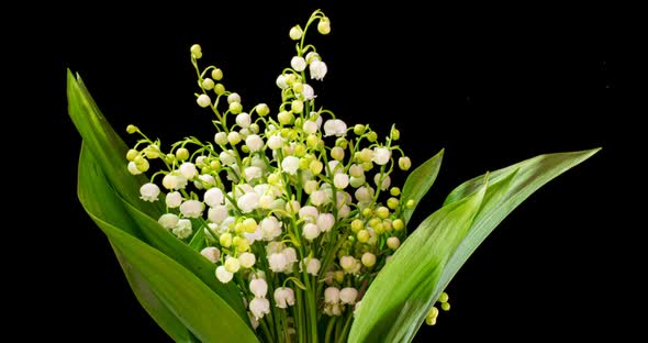 Time Lapses Shot of the Lily of the Valley on a Black Background.