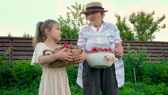 The Grandmother and Child Harvest Strawberries in the Garden