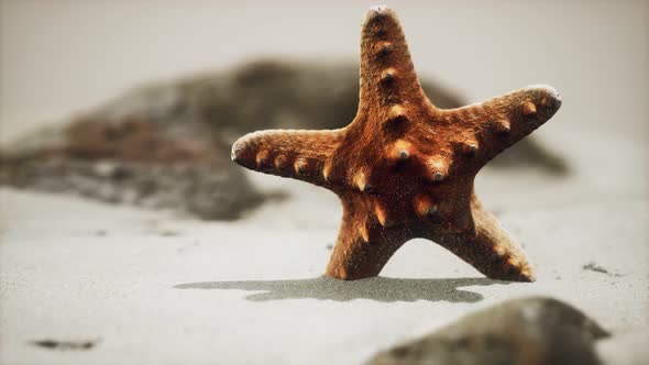 Red Starfish on Ocean Beach with Golden Sand