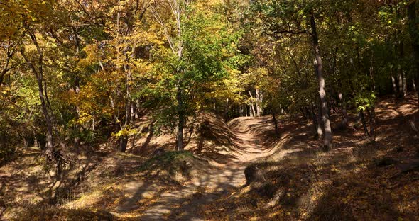 Path In Beautiful Autumn Forest