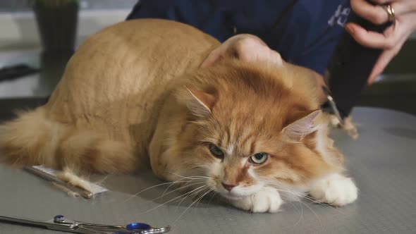 Adorable Fluffy Ginger Cat Being Shaved By a Vet at the Clinic