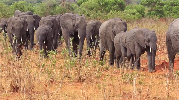 Herd of young and old African Bush Elephants walks through the brush