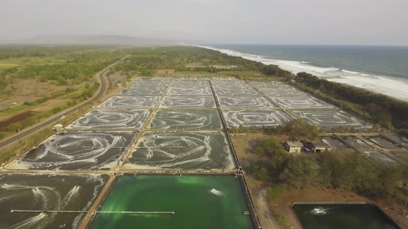 Shrimp Farming in Indonesia