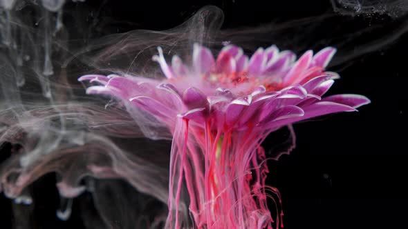 Colorful Paint Ink Flows a Flower Into the Water