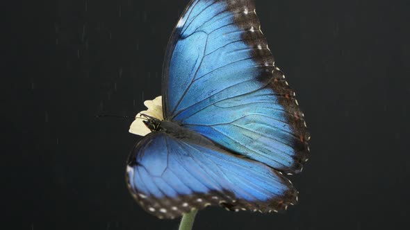 Close-up slow motion of blue morpho butterfly on black background