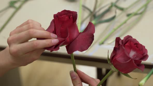 A florist opens the petals of a red rose to enlarge it for display