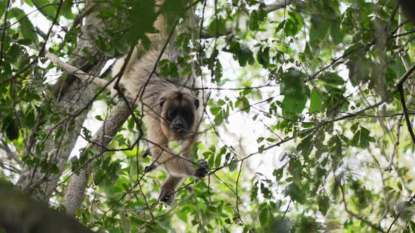 Female black howler, alouatta caraya with yellowish-buff appearance hanging off a fig tree with its