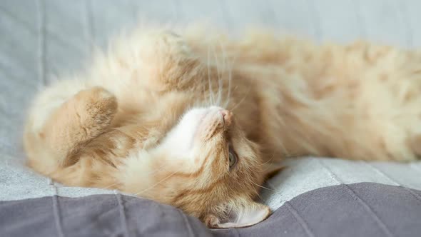 Cute Ginger Cat Dozing on Light Blue Fabric. Close Up Footage of Fluffy Pet.