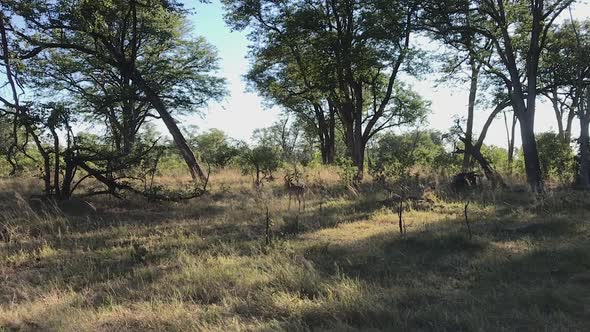 A lone Impala walks through the arid Botswana forest, vocalizing