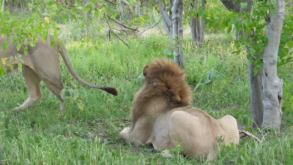 Male lions walks away from other male lion