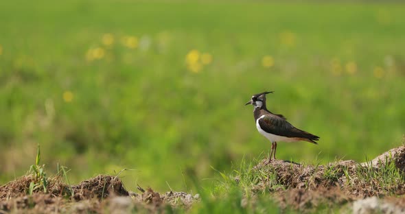 Northern Lapwing Or Peewit In Summer Field