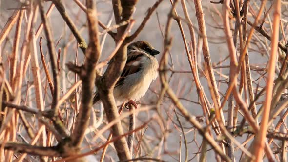 A grey sparrow in the branches of a tree.