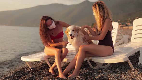 Put a Protective Mask on a Dog on the Beach Border Collie Funny and Cute Video