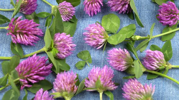 Floral background composition, red clover on denim