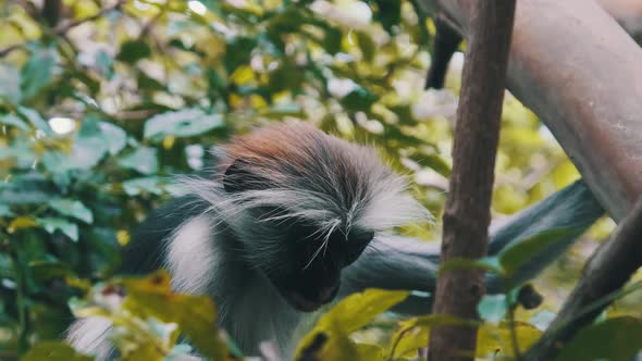 Red Colobus Monkey Sitting on Branch in Jozani Tropical Forest Zanzibar Africa