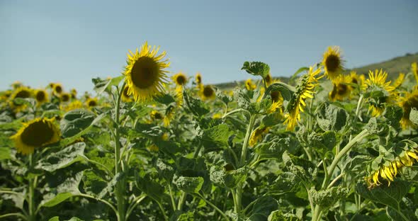 Summer Sunflowers