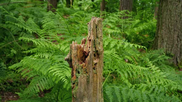 Passing Old Stump In The Forest