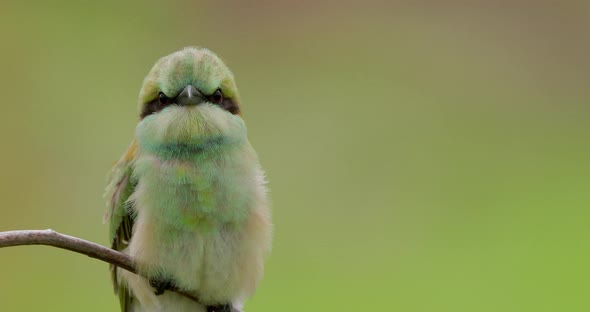 Closeup of a Small Green bee eater blowing in the wind on a windy morning of Monsoon in India