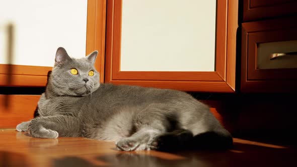 Gray British Fluffy Cat Lying Down on a Wooden Floor in the Rays of Sunlight