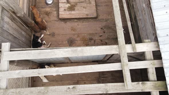 Aerial View of a Shelter for Stray Dogs.