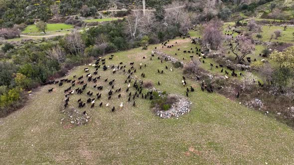 Herd of sheep in the mountains aerial view 4 K