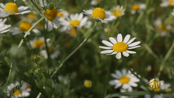 Slow motion common Chamomile white spring flowers  1920X1080 HD footage - Shallow DOF Matricaria rec