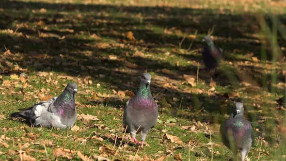 Closeup on a Flock of Pigeons on Grass in a Park on a Sunny Fall Day - Slider