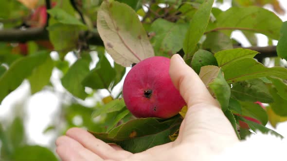 Woman Picking Up Apple Growing on Tree in the Garden