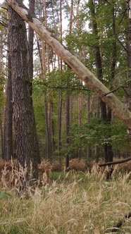 Vertical Video Autumn Forest By Day