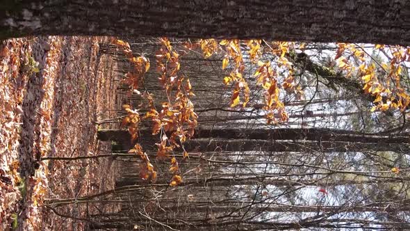 Vertical Video Autumn Forest with Trees in Ukraine Slow Motion