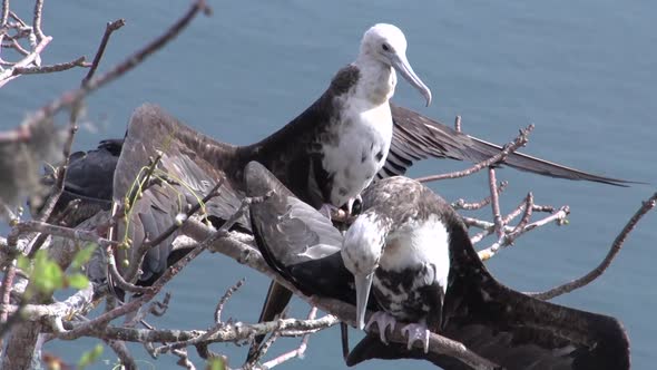 Female frigate birds at the Galapagos Islands