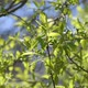 Branches of Bird Cherry in Early Spring with Young Leaves and Buds - VideoHive Item for Sale