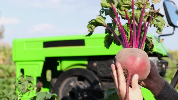 A Village Worker Keeps Freshly Plucked Red Beets