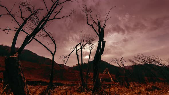 Time Lapse of Death Tree and Dry Yellow Grass at Mountian Landscape with Clouds and Sun Rays