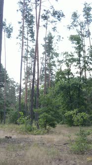 Vertical Video of Beautiful Green Forest By Day