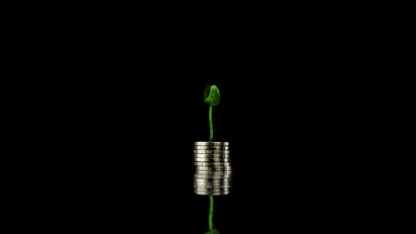 Plant Growth Span From Handfuls of Coins Wellbeing Growth Concept on Black Background