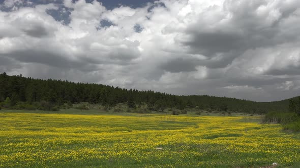 Pasture Covered With Yellow Flowers