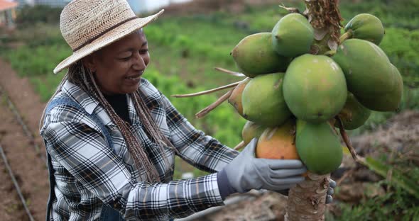 African senior woman working for ecologic farm while checking papaya