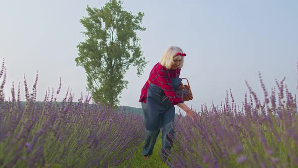 Senior Old Woman Grandmother Farmer Growing Lavender Plant in Herb Garden Field Farm Eco Business