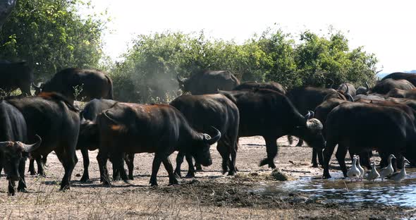 African Cape Buffalo, Chobe river, Botswana safari wildlife