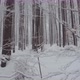 Snow Forest - VideoHive Item for Sale