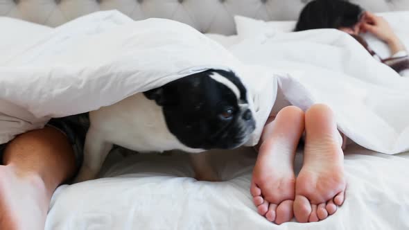 Pug dog with couple relaxing on bed 4k